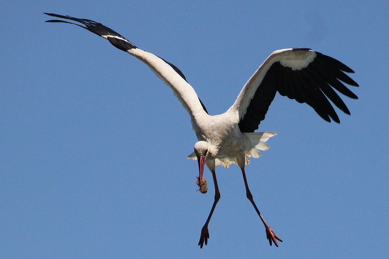 Cigüeña blanca